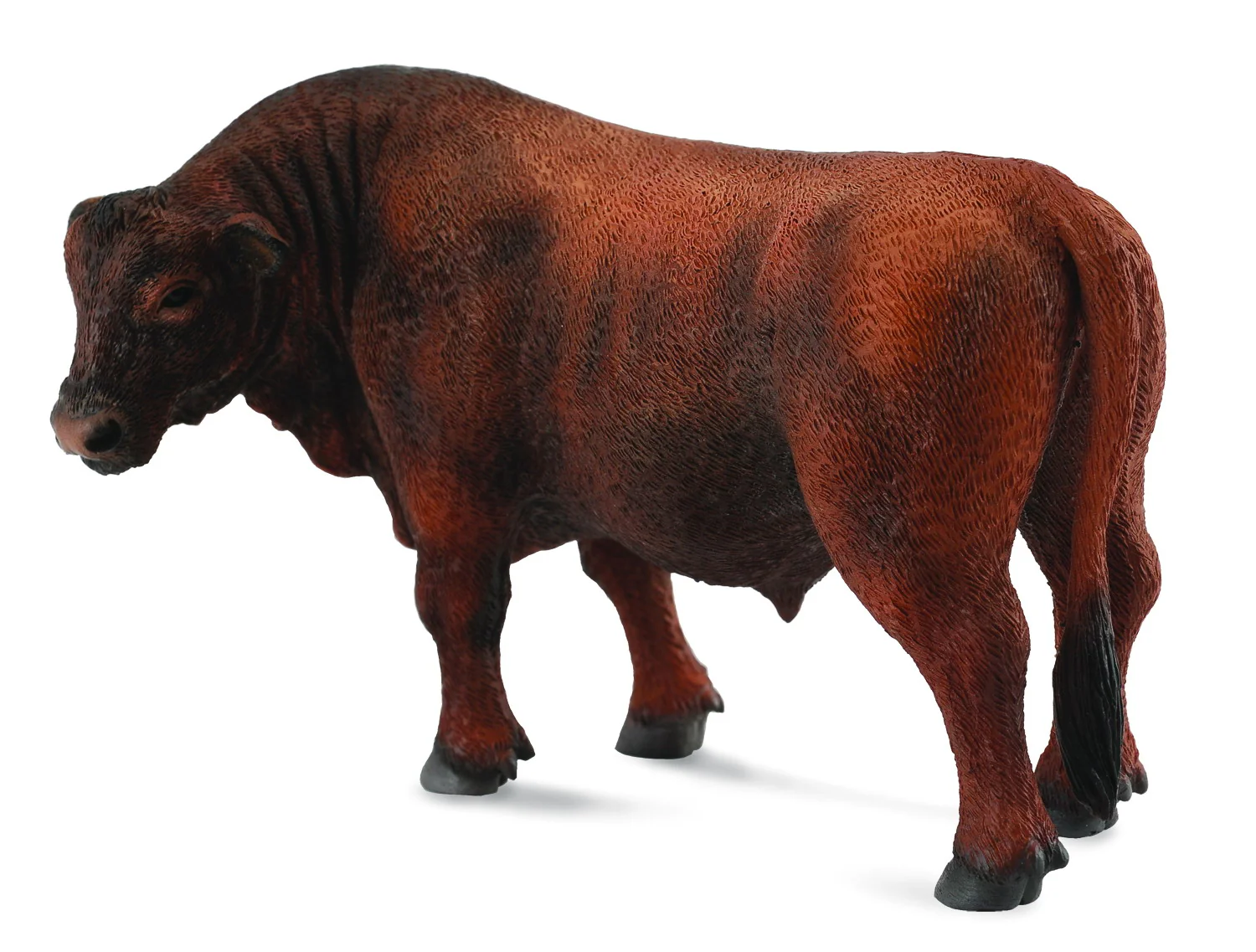 Co88508 Red Angus Bull - Image 3